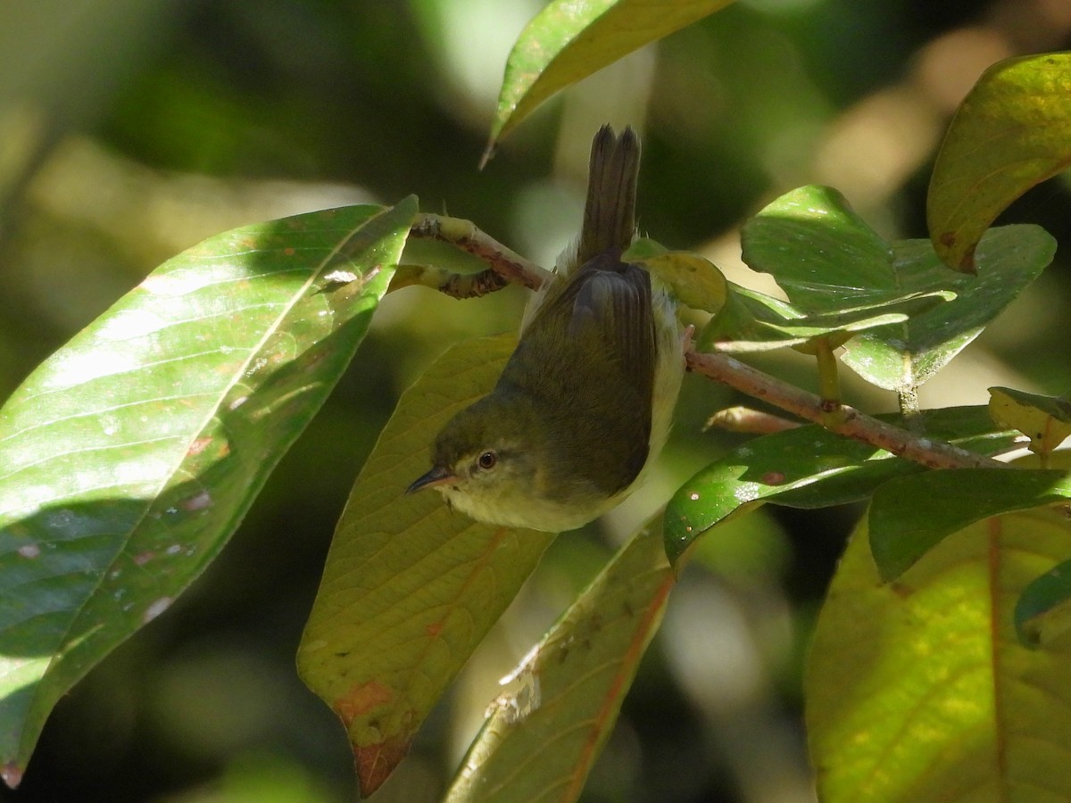 Green Jery - ML623795751