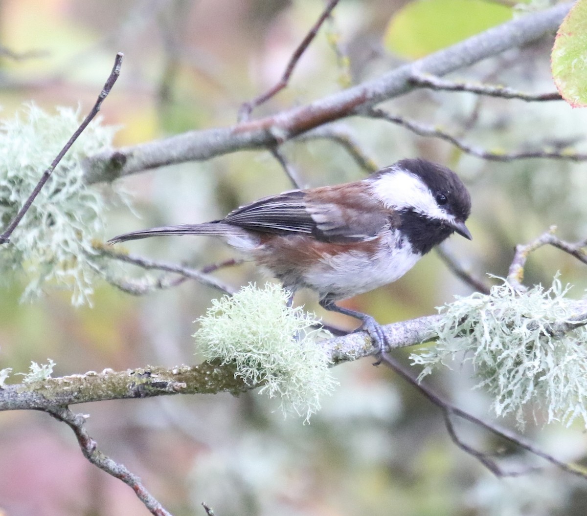 Chestnut-backed Chickadee - Bradley Waggoner