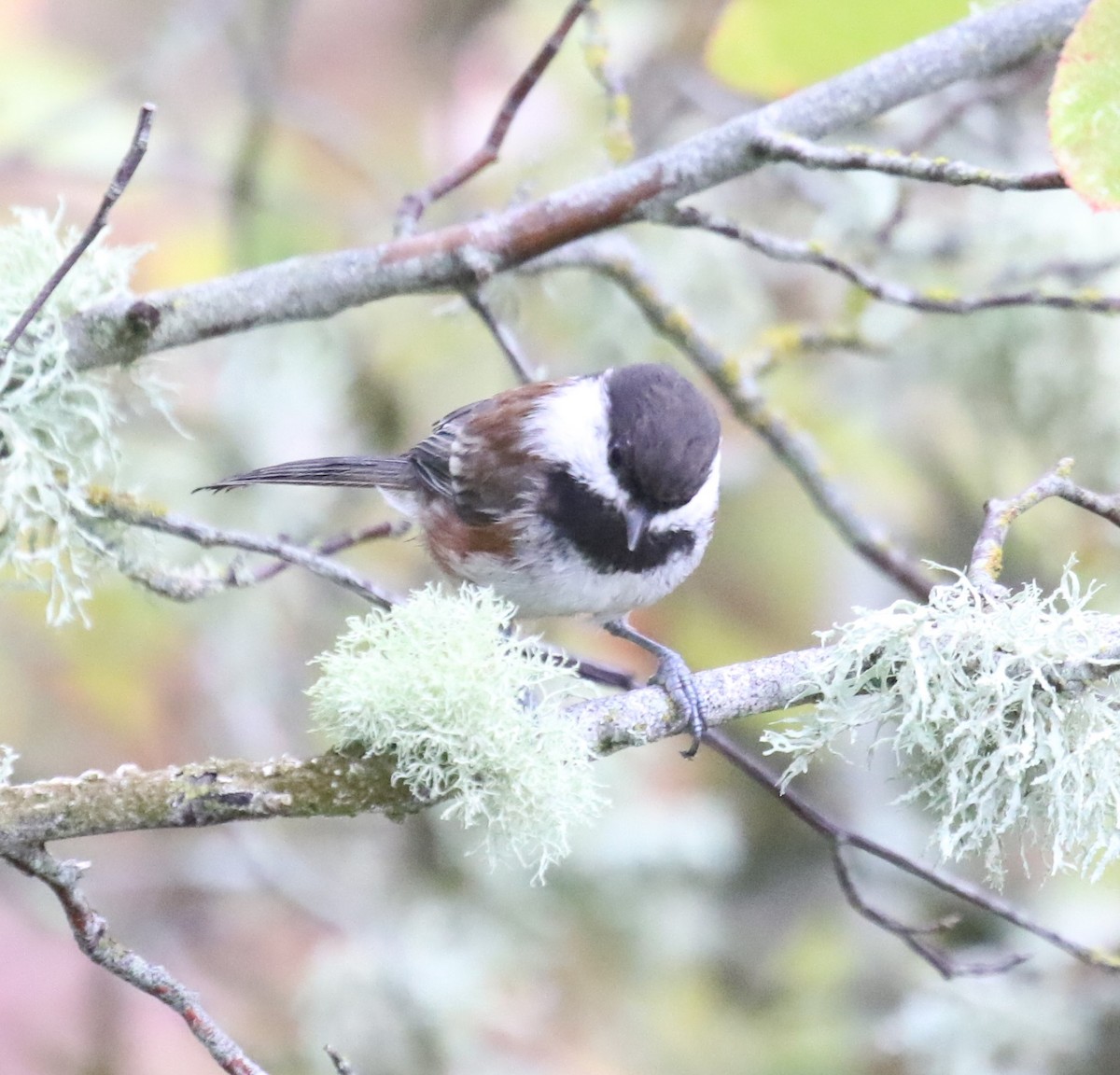 Chestnut-backed Chickadee - ML623795759