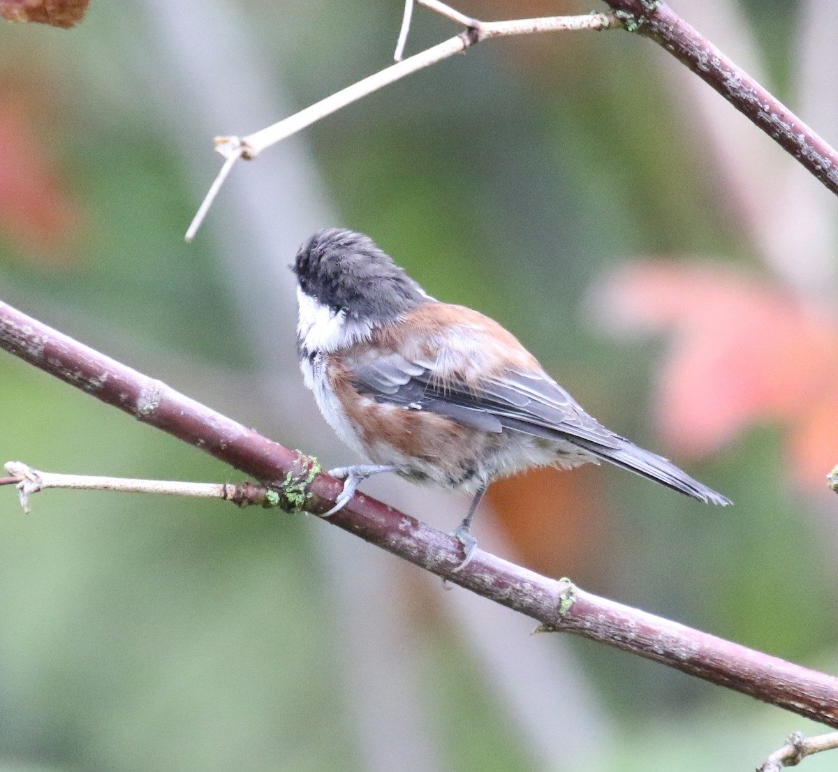 Chestnut-backed Chickadee - ML623795769