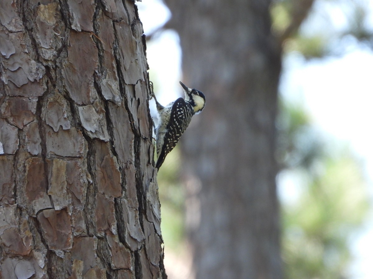 Red-cockaded Woodpecker - ML623795781