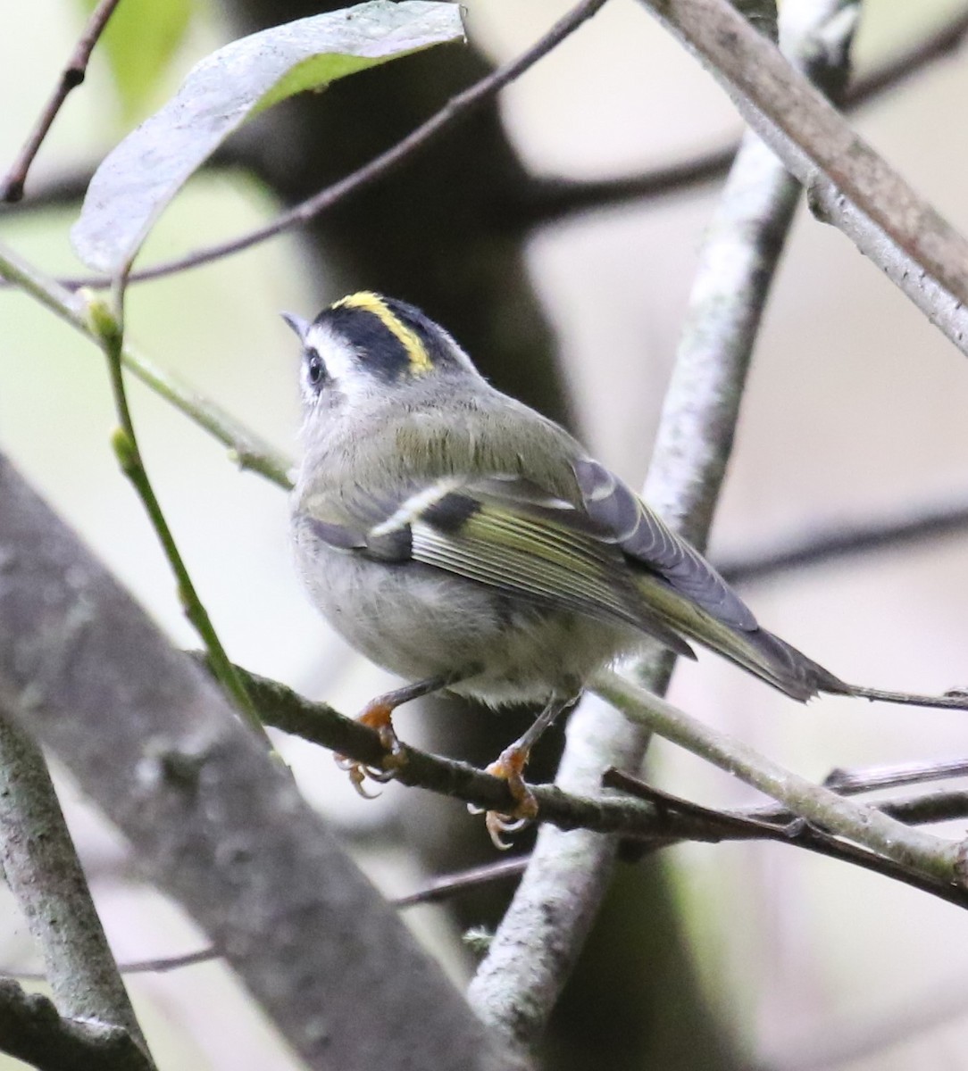 Golden-crowned Kinglet - ML623795782