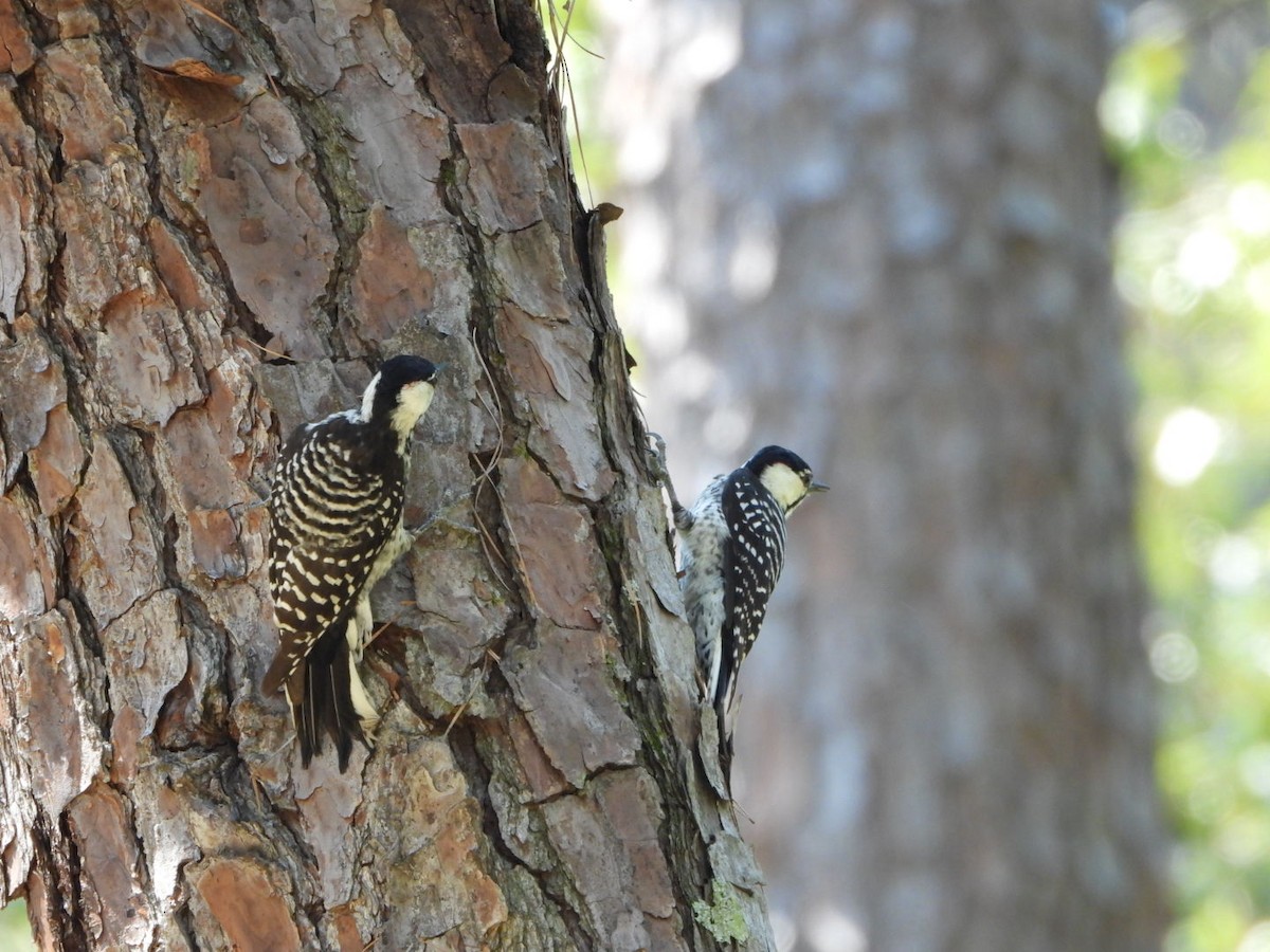 Red-cockaded Woodpecker - ML623795784