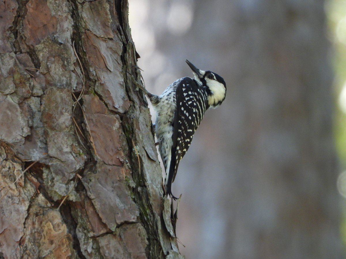 Red-cockaded Woodpecker - ML623795788