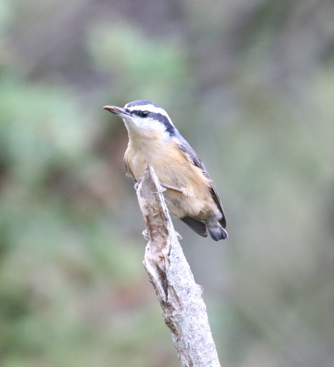 Red-breasted Nuthatch - ML623795792