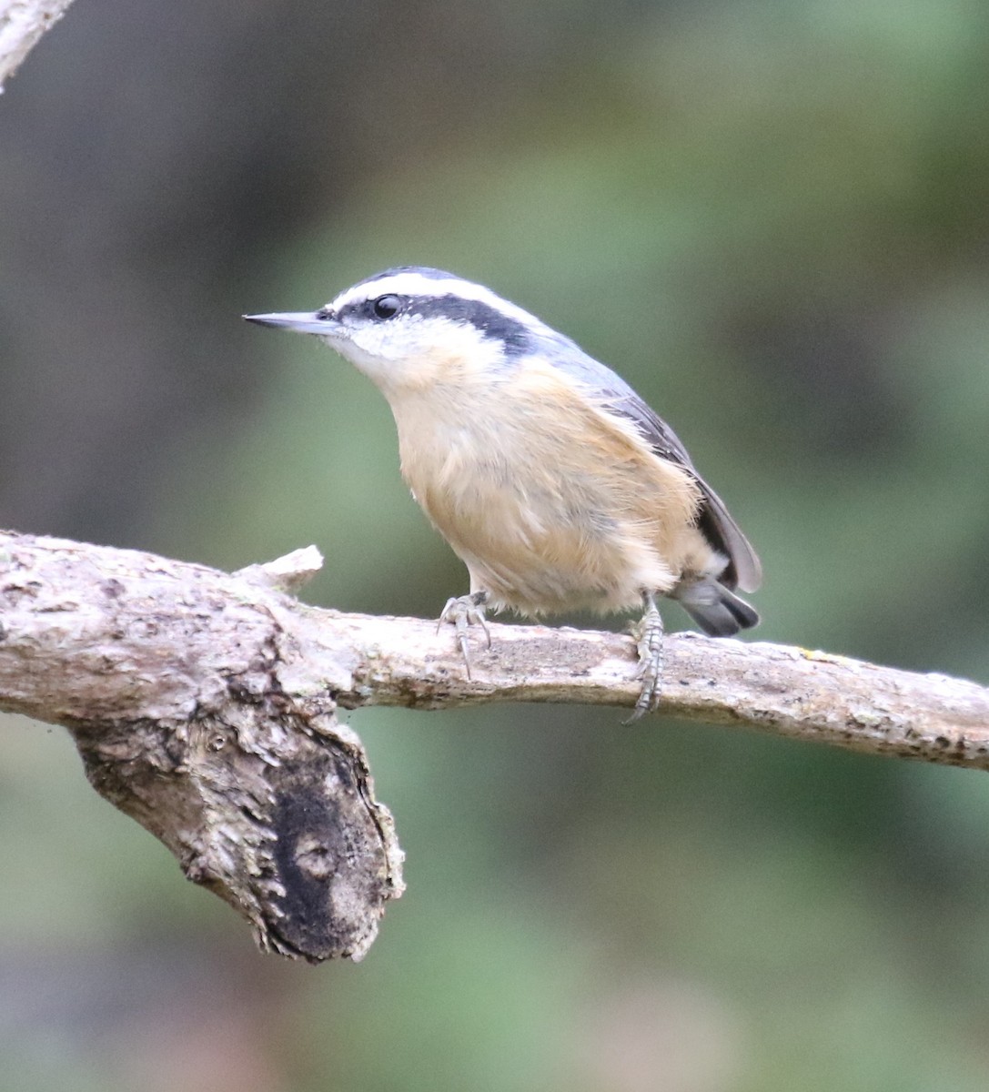 Red-breasted Nuthatch - ML623795796