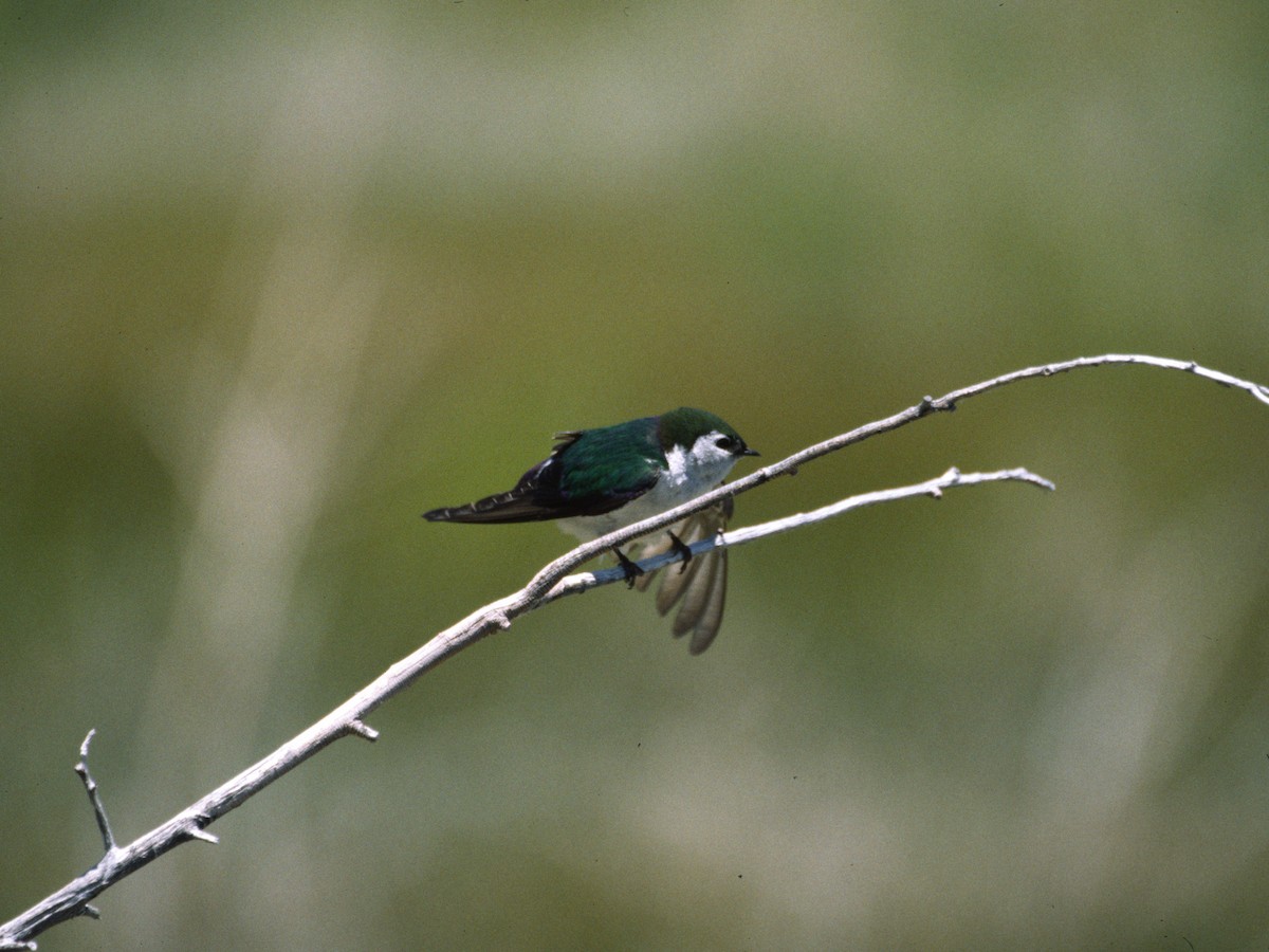 Violet-green Swallow - ML623795803