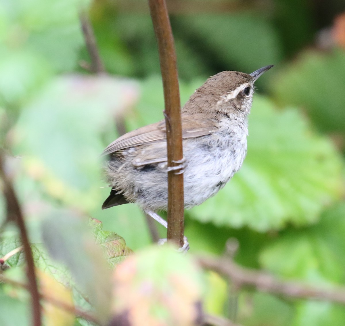 Bewick's Wren - ML623795804