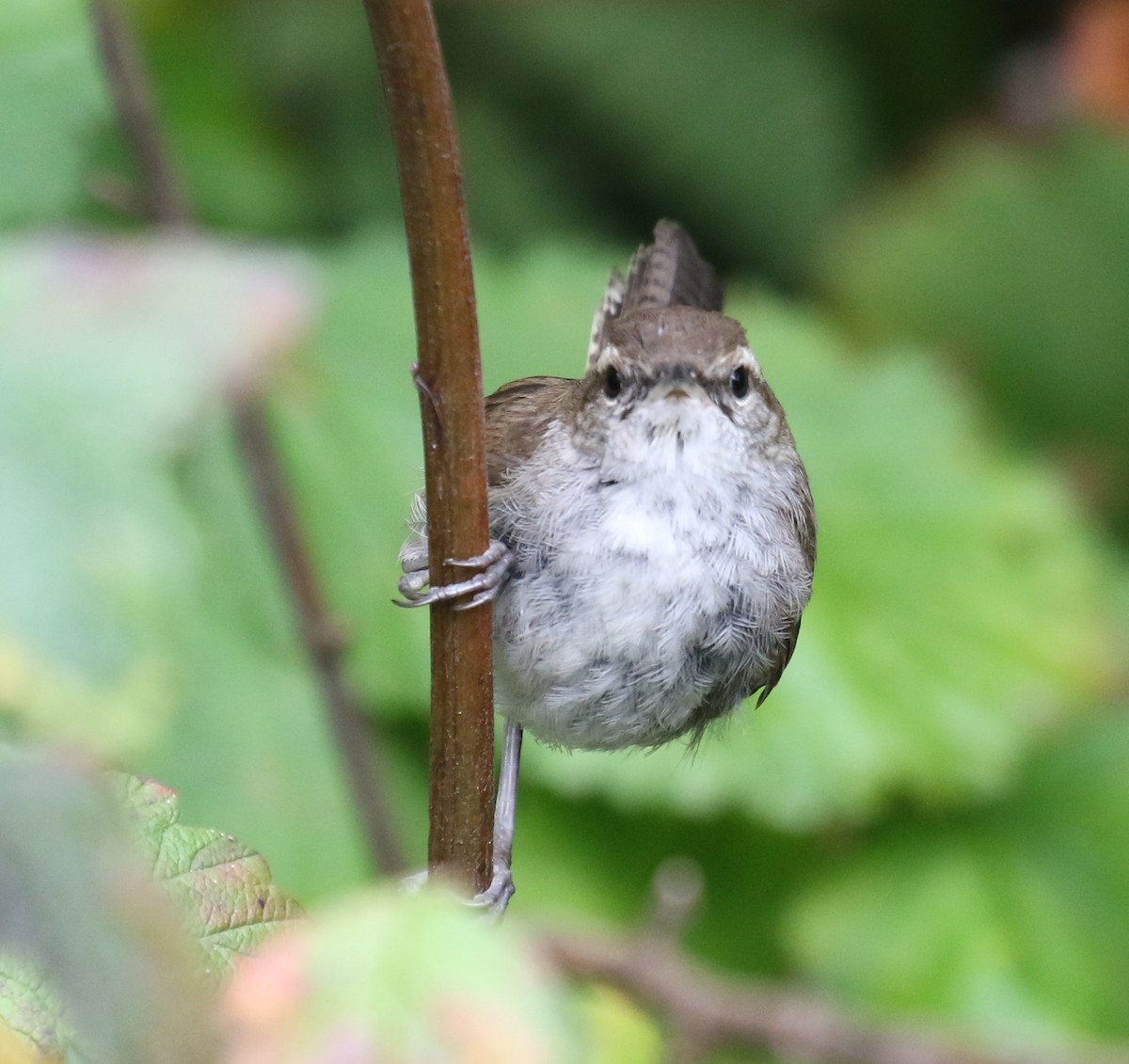 Bewick's Wren - ML623795810