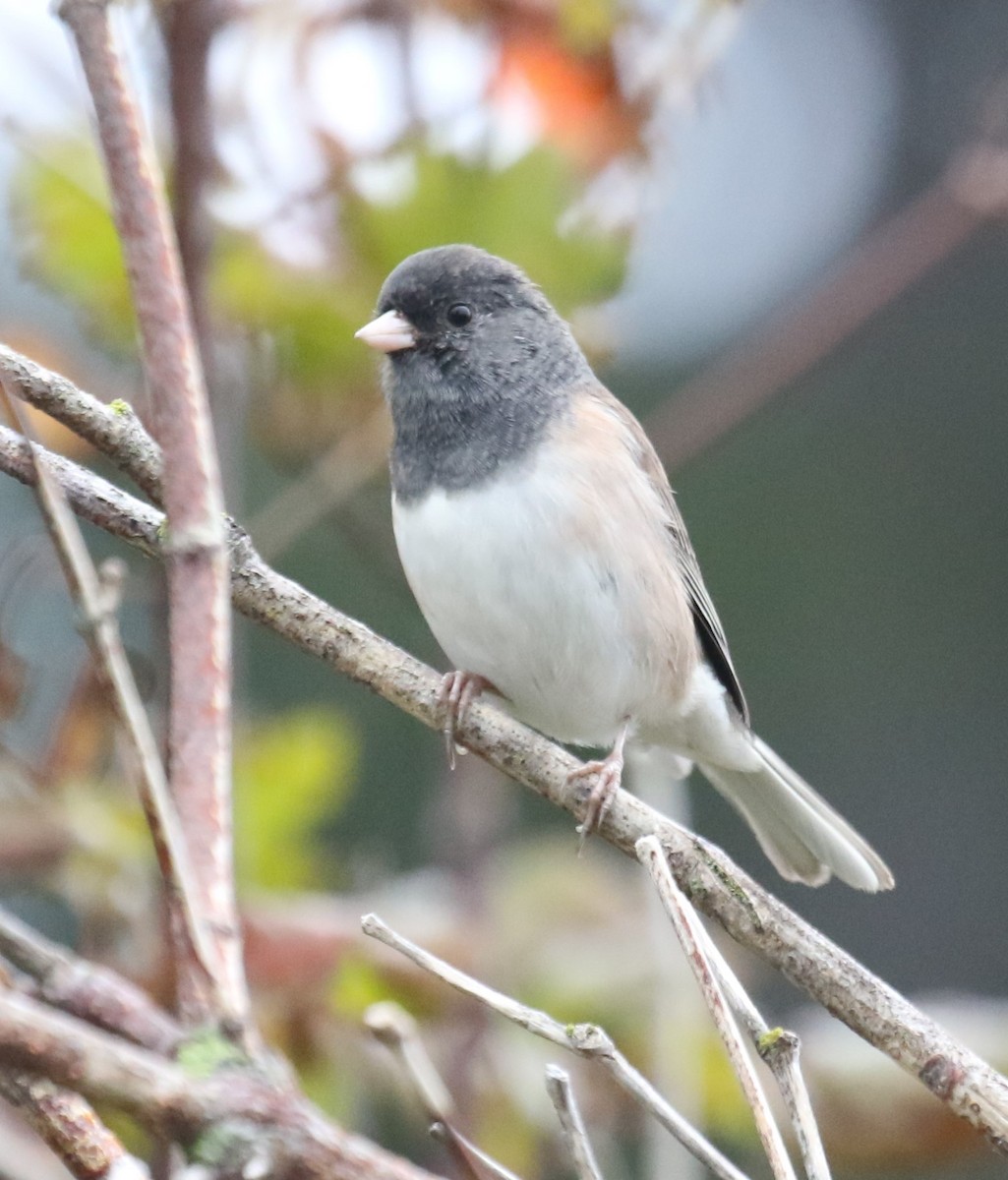 Dark-eyed Junco (Oregon) - ML623795820