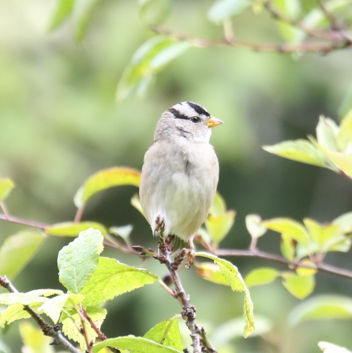 Chingolo Coroniblanco (pugetensis) - ML623795824