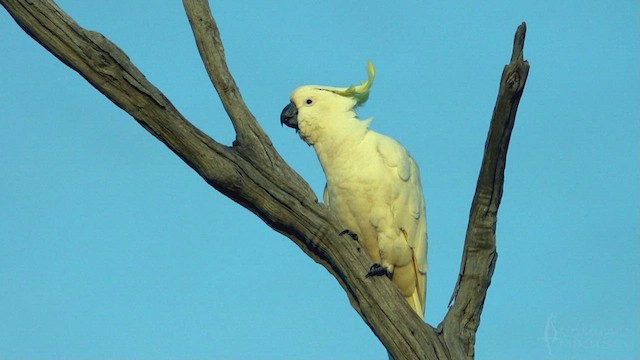 Cacatoès à huppe jaune - ML623795833