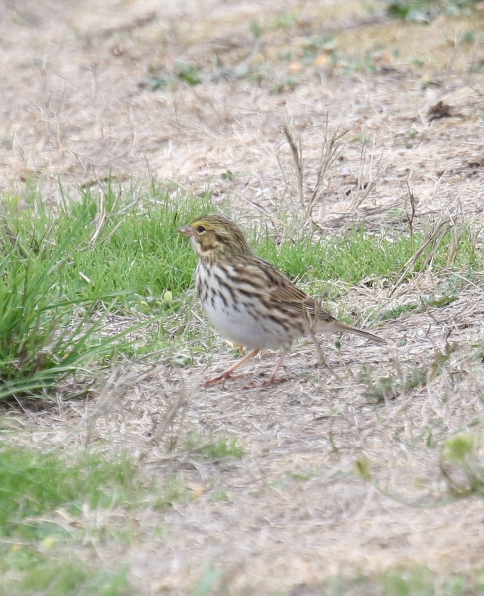 Savannah Sparrow - ML623795834