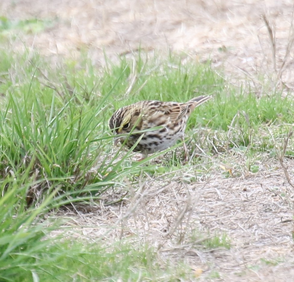 Savannah Sparrow - ML623795836