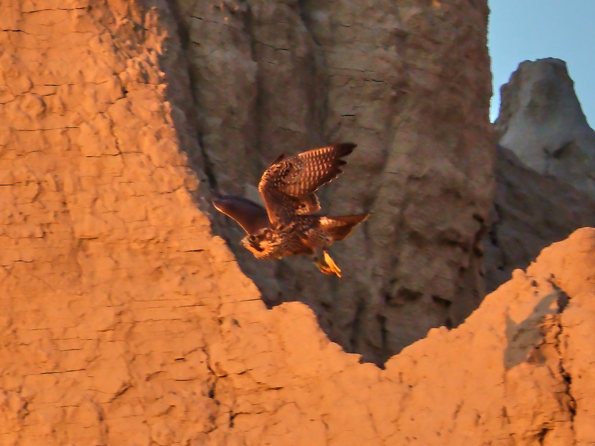 Peregrine Falcon - David Cooper