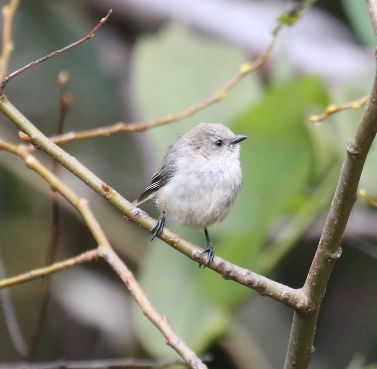 Bushtit (Pacific) - Bradley Waggoner