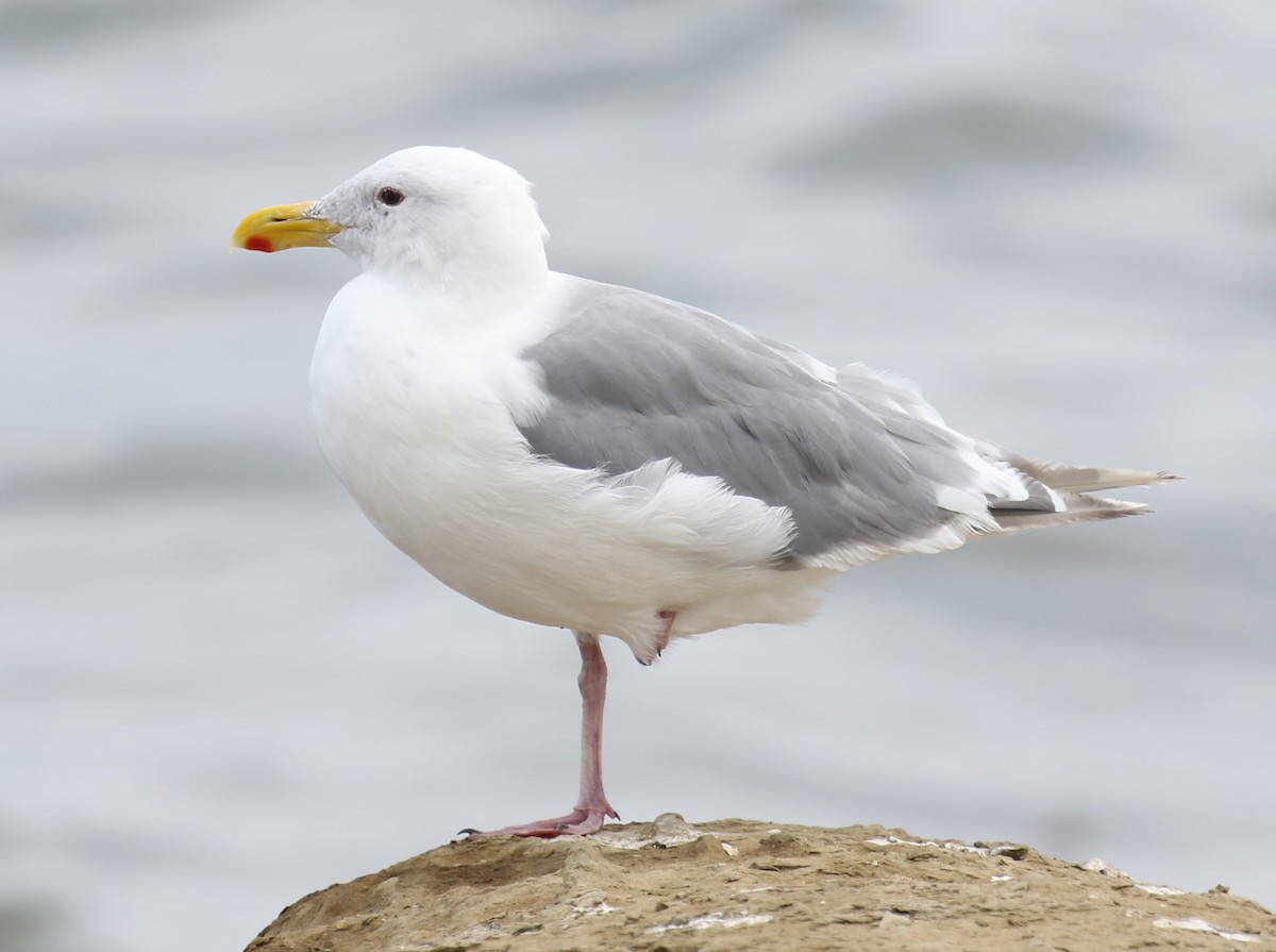 Glaucous-winged Gull - Bradley Waggoner