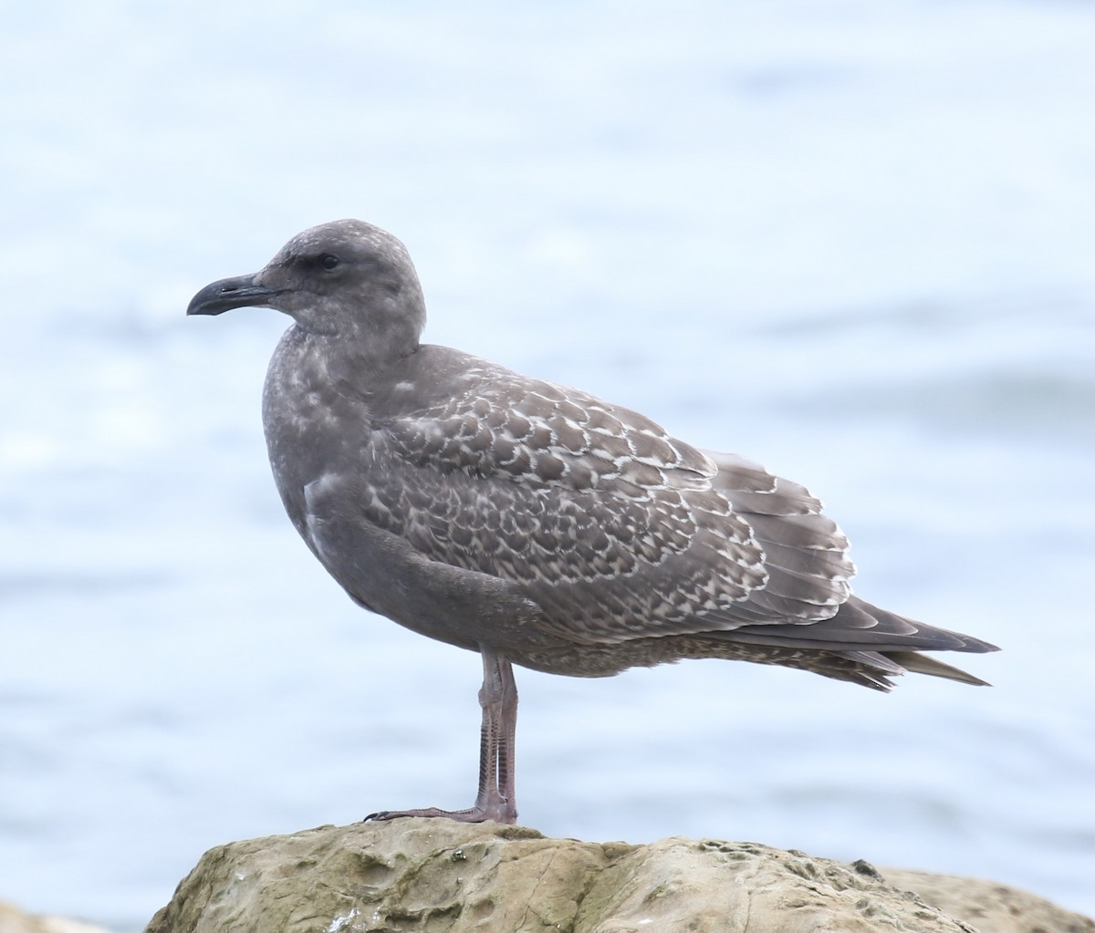 Western x Glaucous-winged Gull (hybrid) - ML623795873