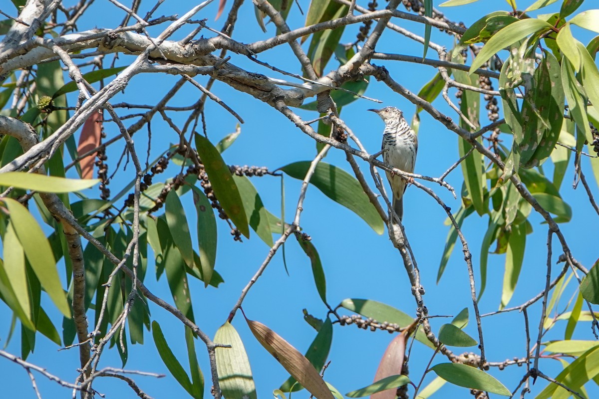 Bar-breasted Honeyeater - ML623795874