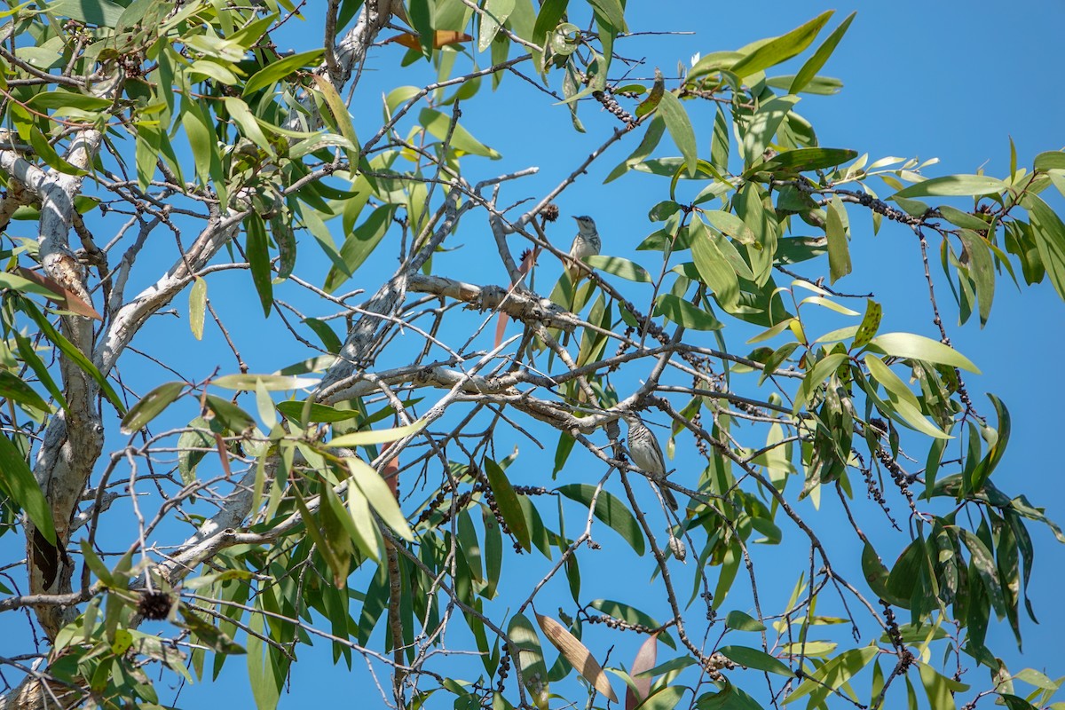 Bar-breasted Honeyeater - ML623795875