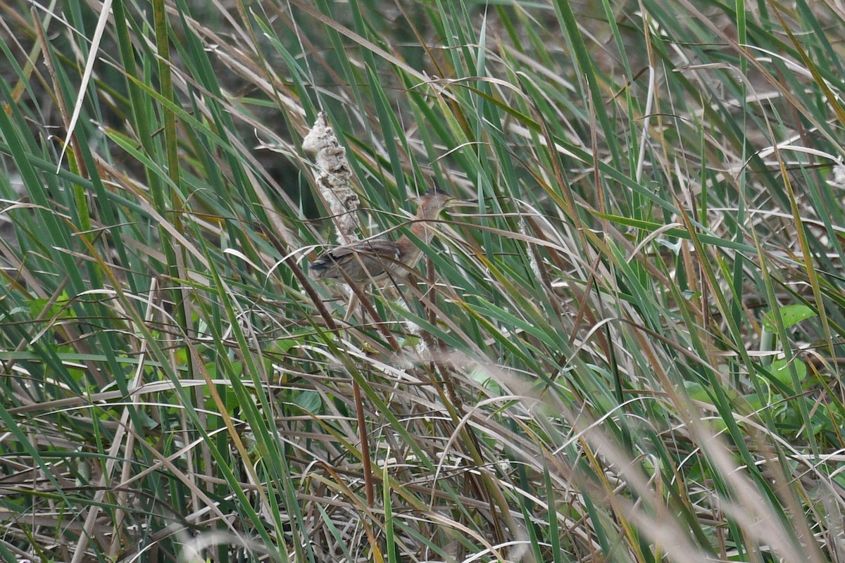 Yellow Bittern - ML623795885