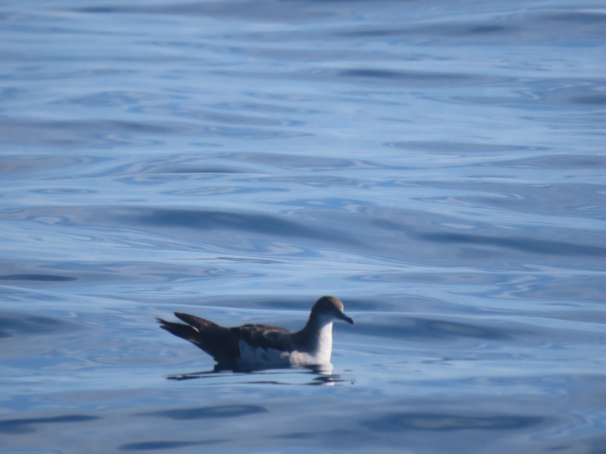 Wedge-tailed Shearwater - ML623795941