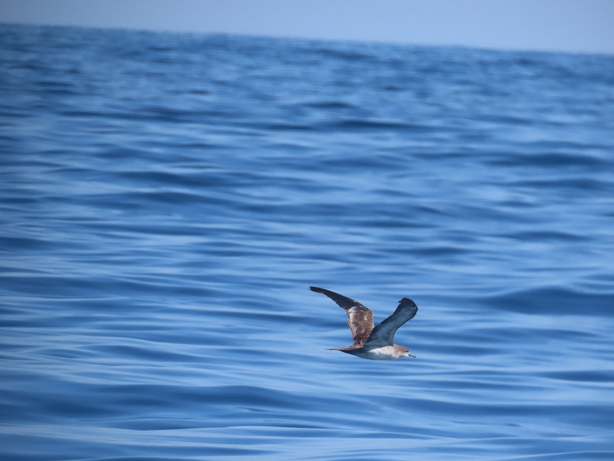 Wedge-tailed Shearwater - ML623795966