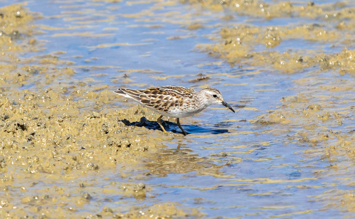 Least Sandpiper - Brad Everhart