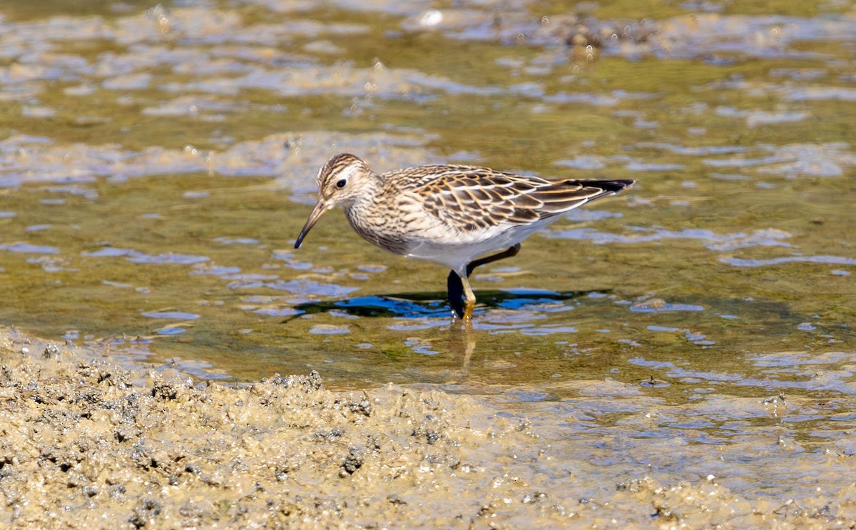 Least Sandpiper - ML623795969