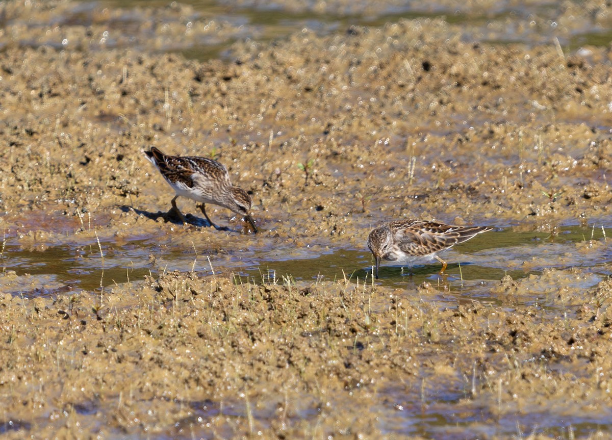 Least Sandpiper - ML623795970