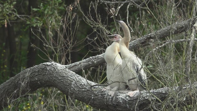 Australasian Darter - ML623795978