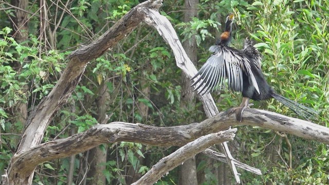 Australasian Darter - ML623795984