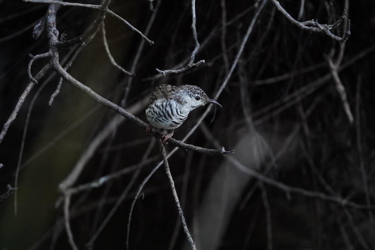 Bar-breasted Honeyeater - ML623795986