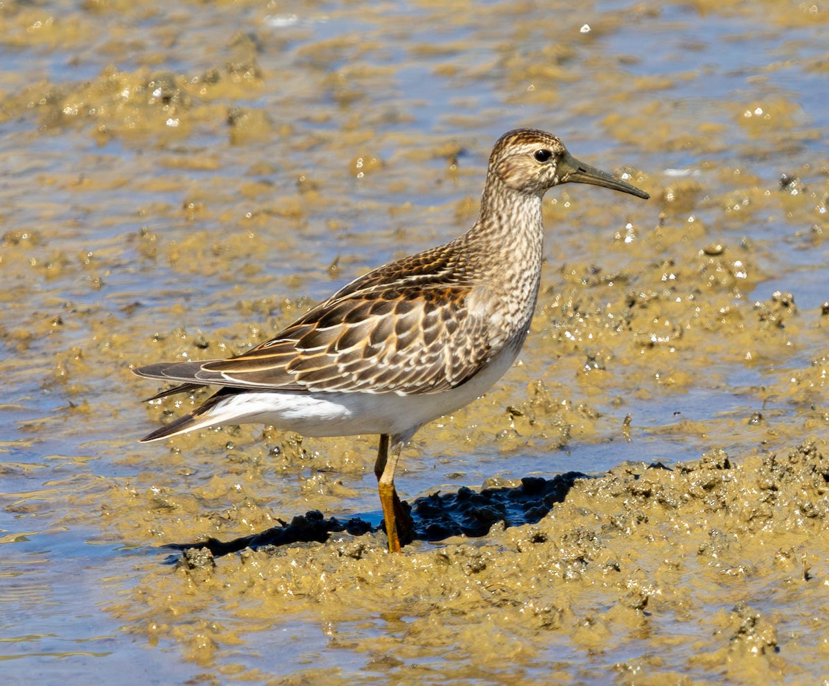 Pectoral Sandpiper - ML623795987