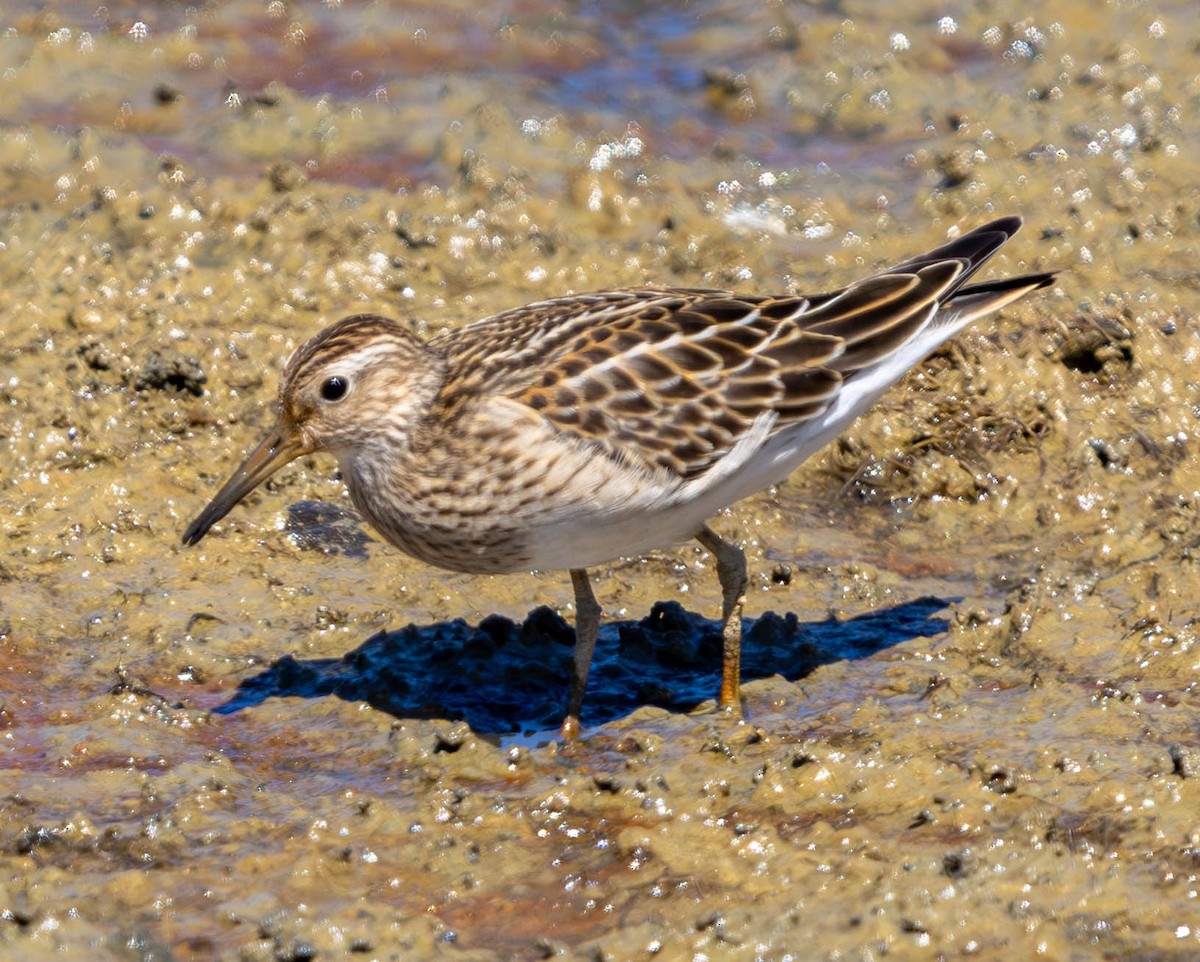 Pectoral Sandpiper - ML623795988