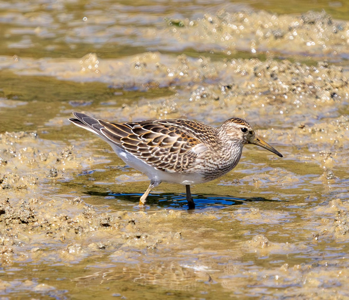 Pectoral Sandpiper - ML623795989