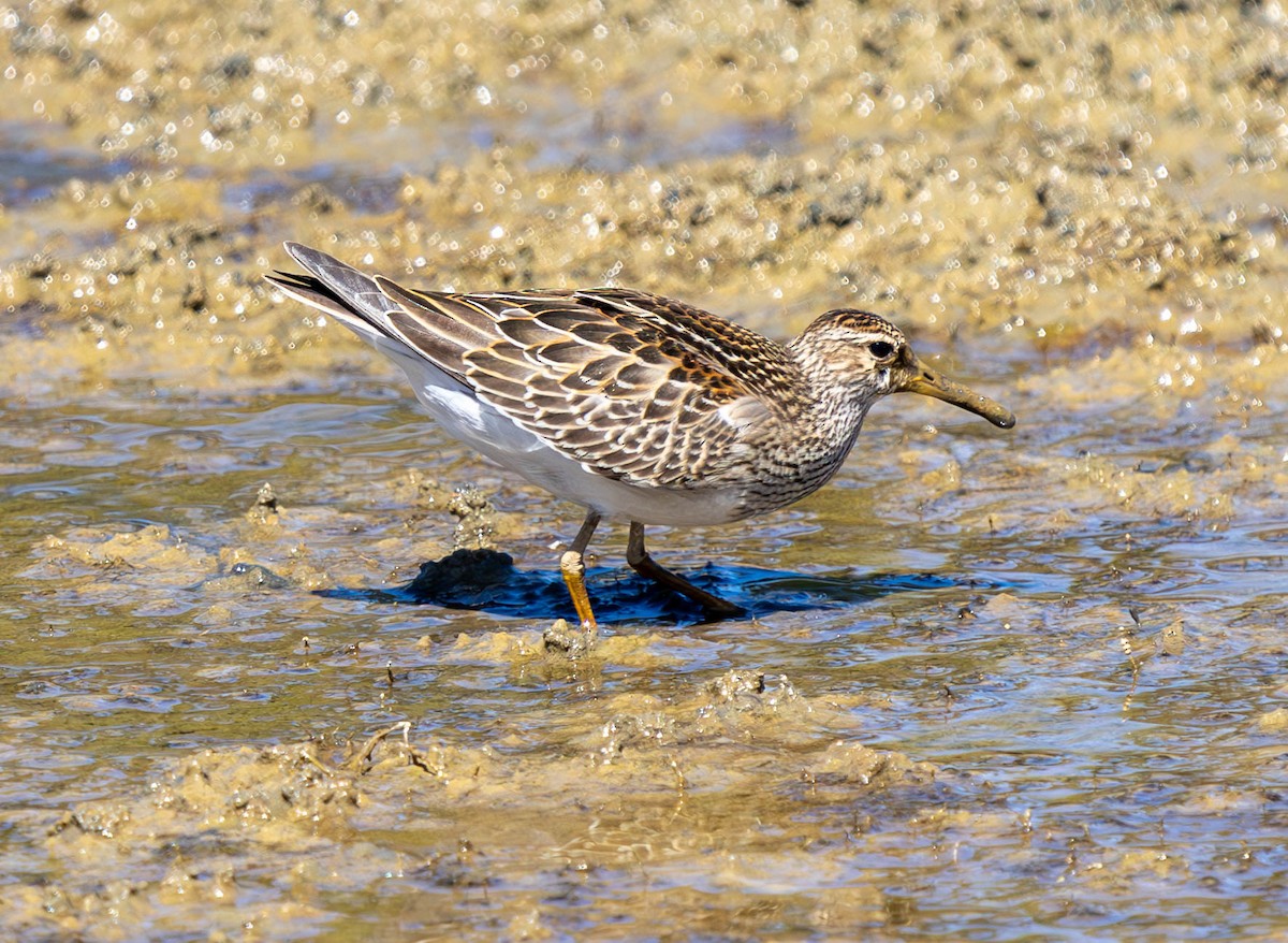 Pectoral Sandpiper - ML623795991