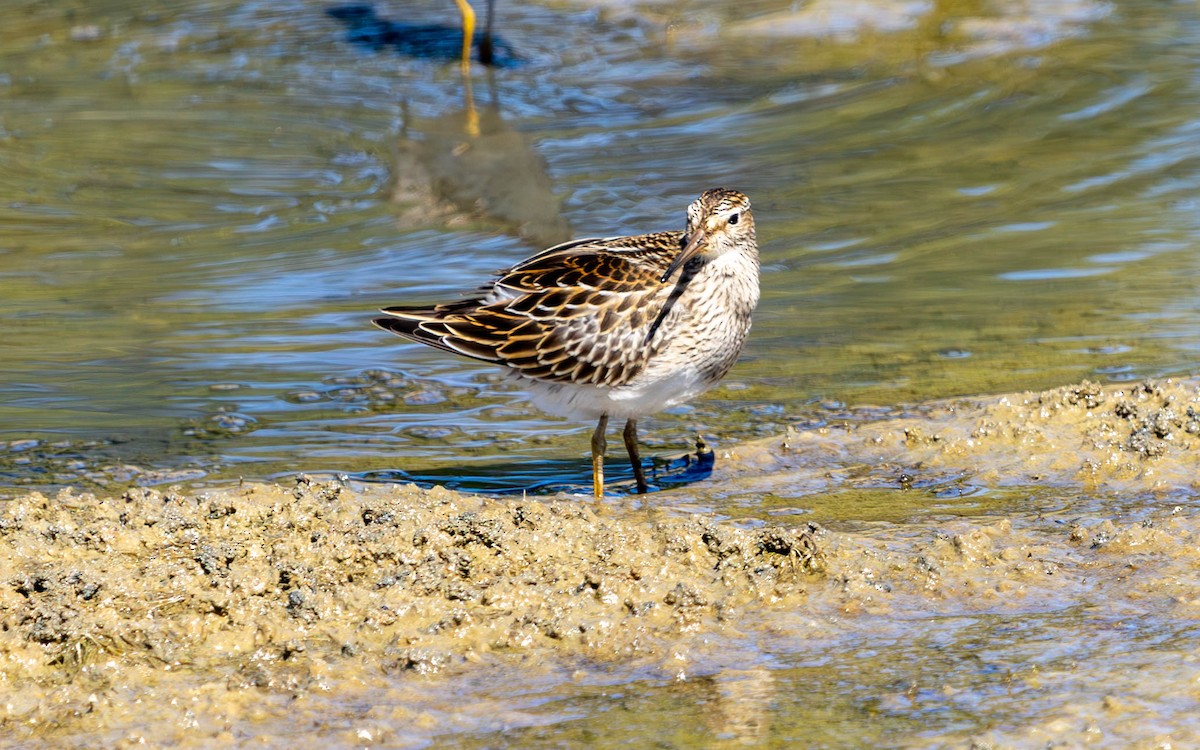 Pectoral Sandpiper - ML623795994