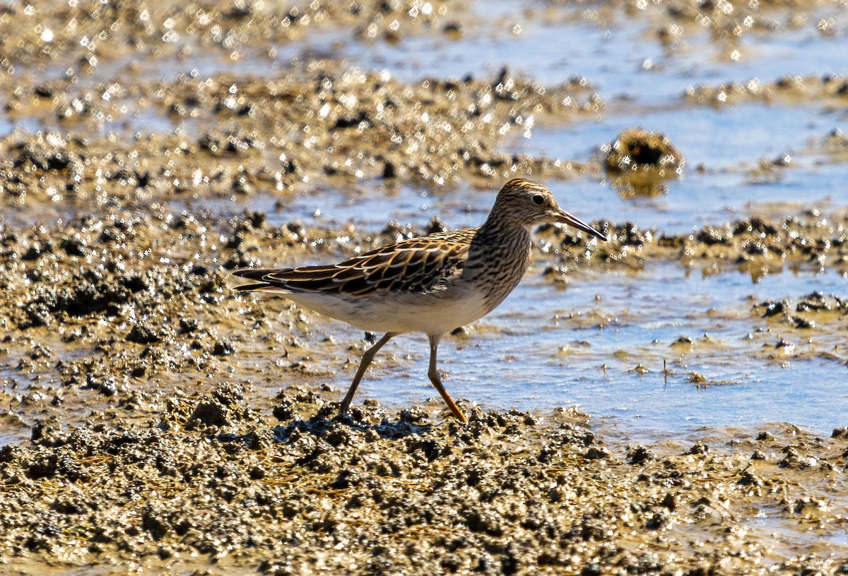 Pectoral Sandpiper - ML623795996