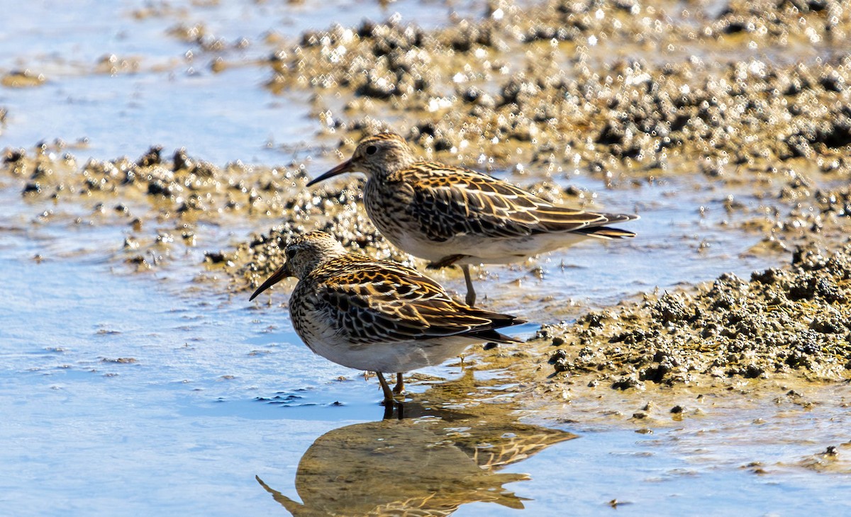 Pectoral Sandpiper - ML623795997