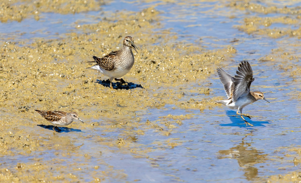 Pectoral Sandpiper - ML623795999