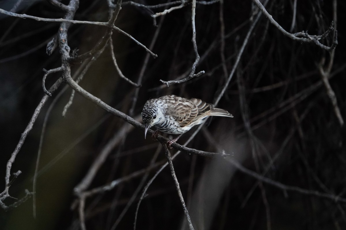 Bar-breasted Honeyeater - ML623796000