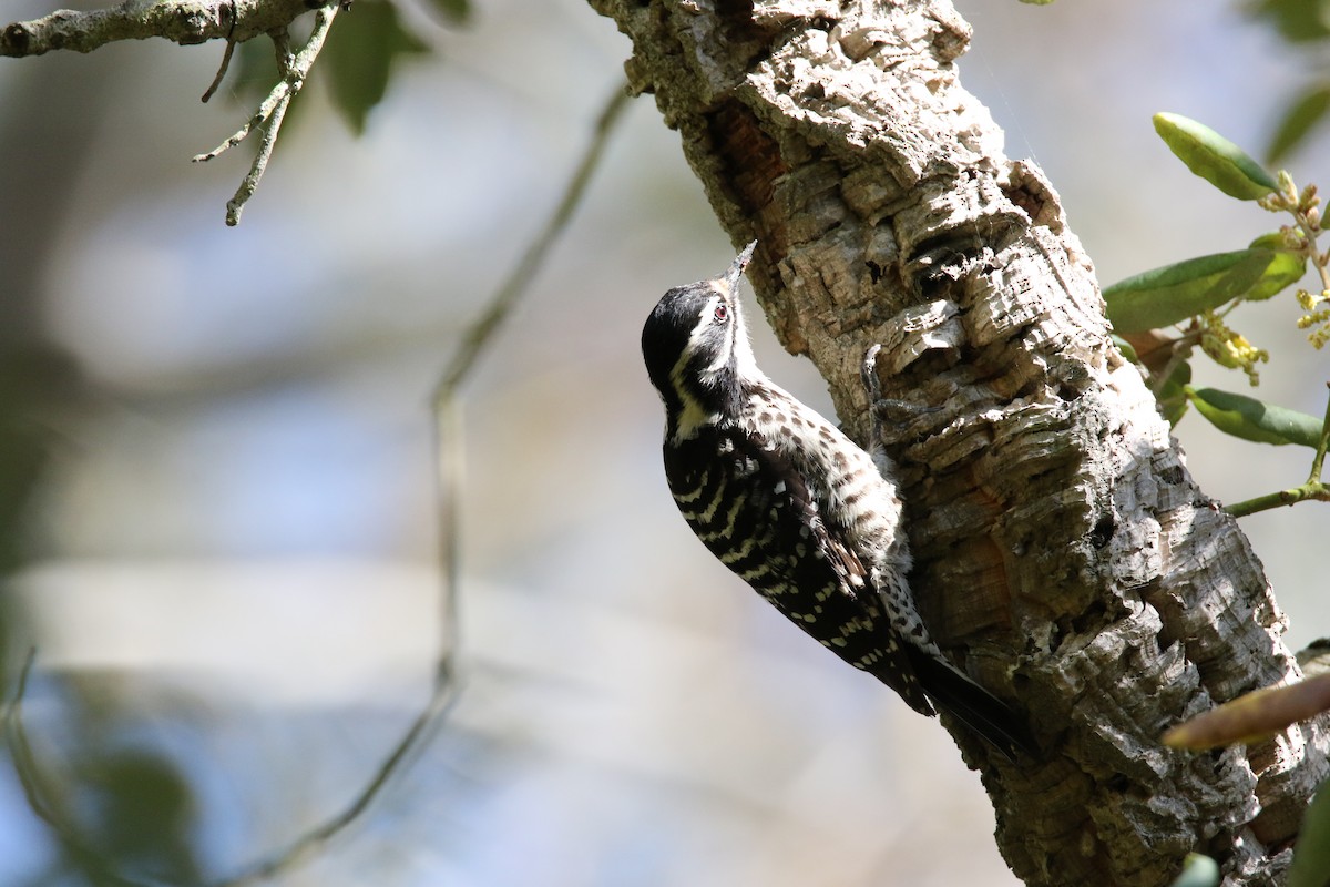 Nuttall's Woodpecker - ML623796001