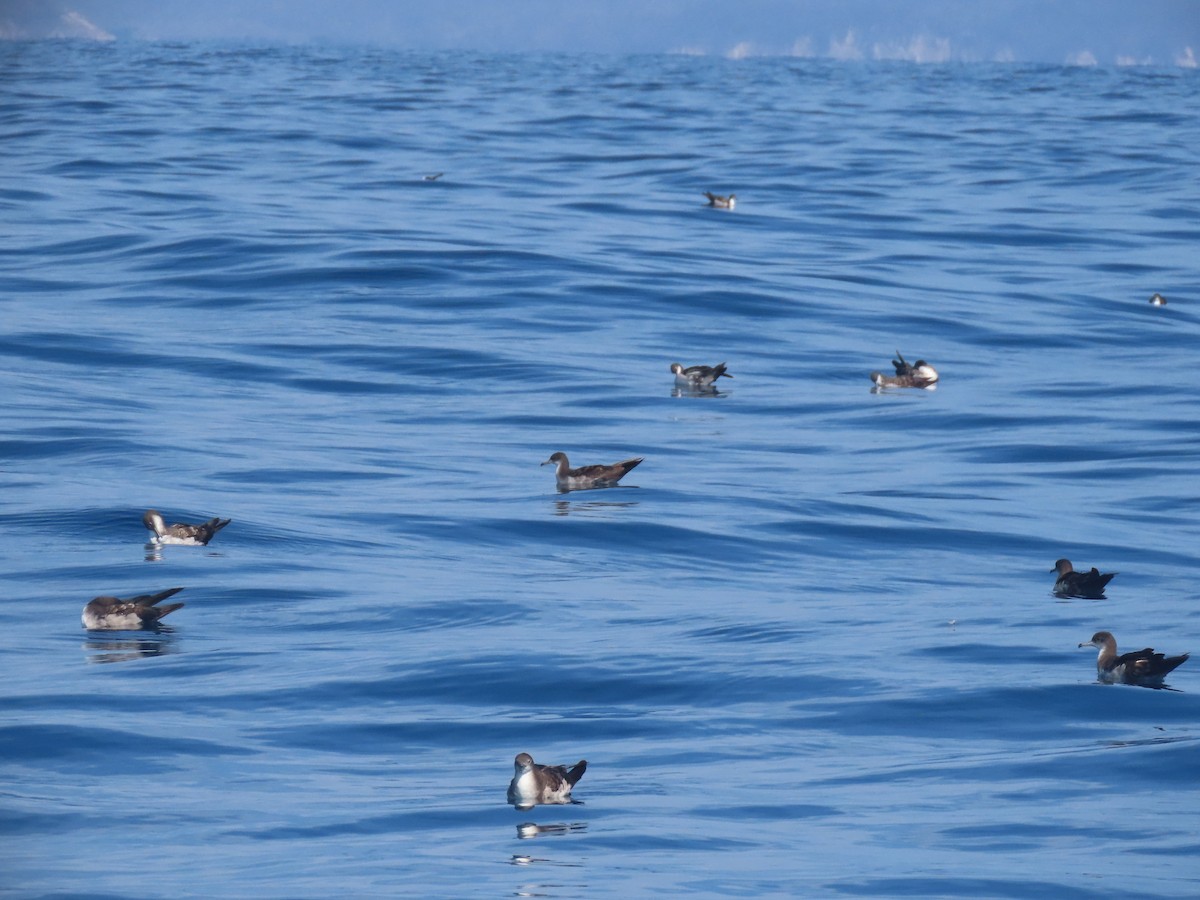 Wedge-tailed Shearwater - ML623796007