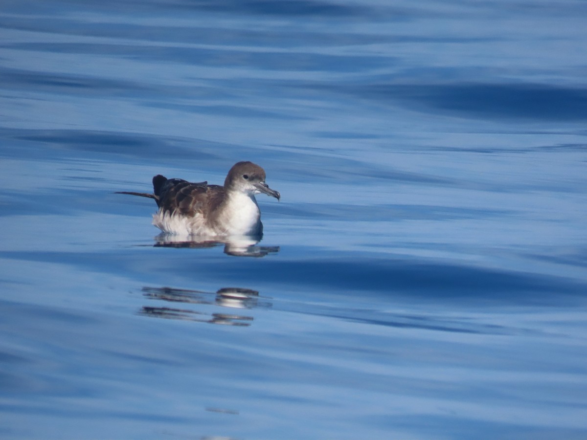 Wedge-tailed Shearwater - ML623796010