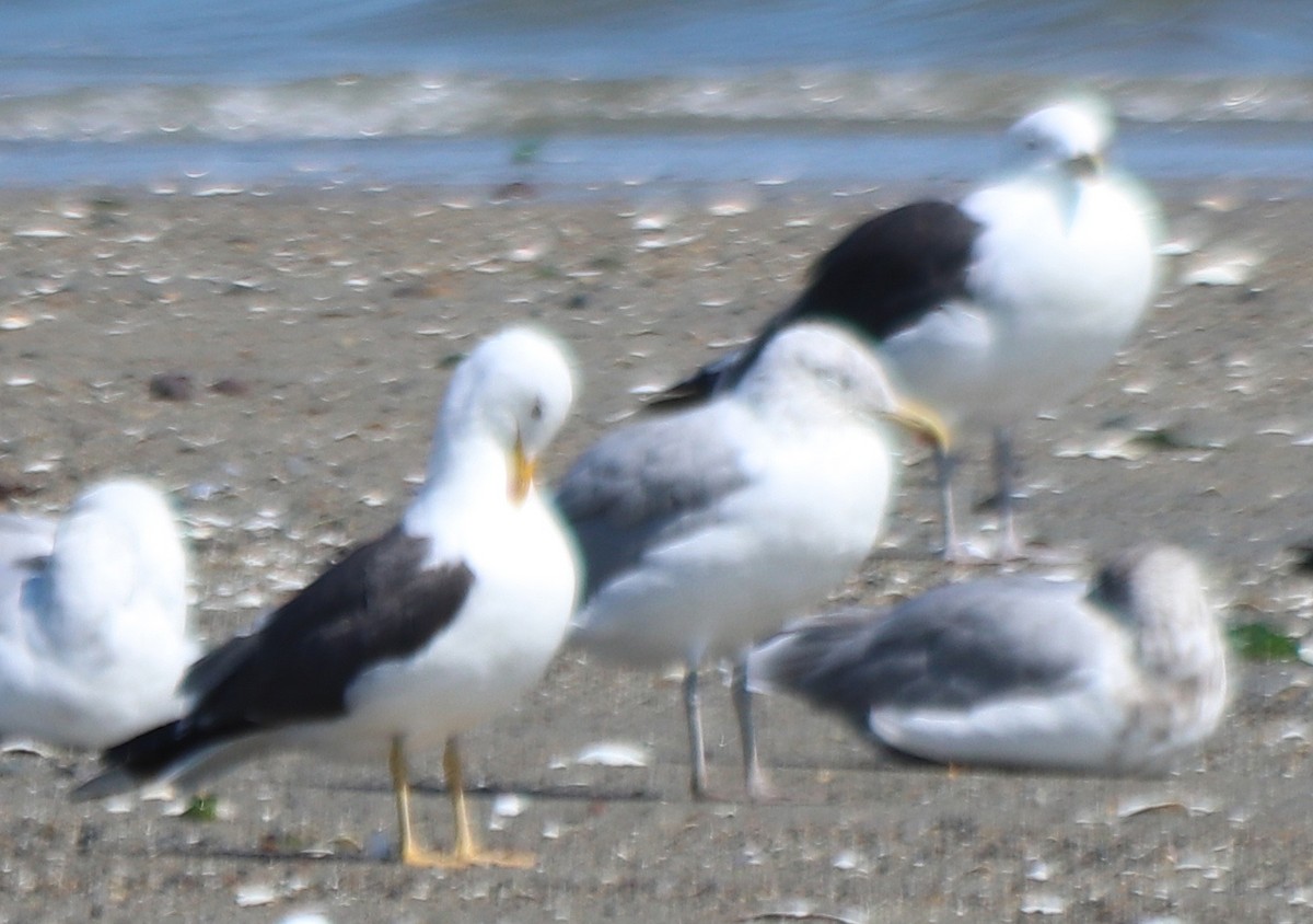 Gaviota Sombría - ML623796020