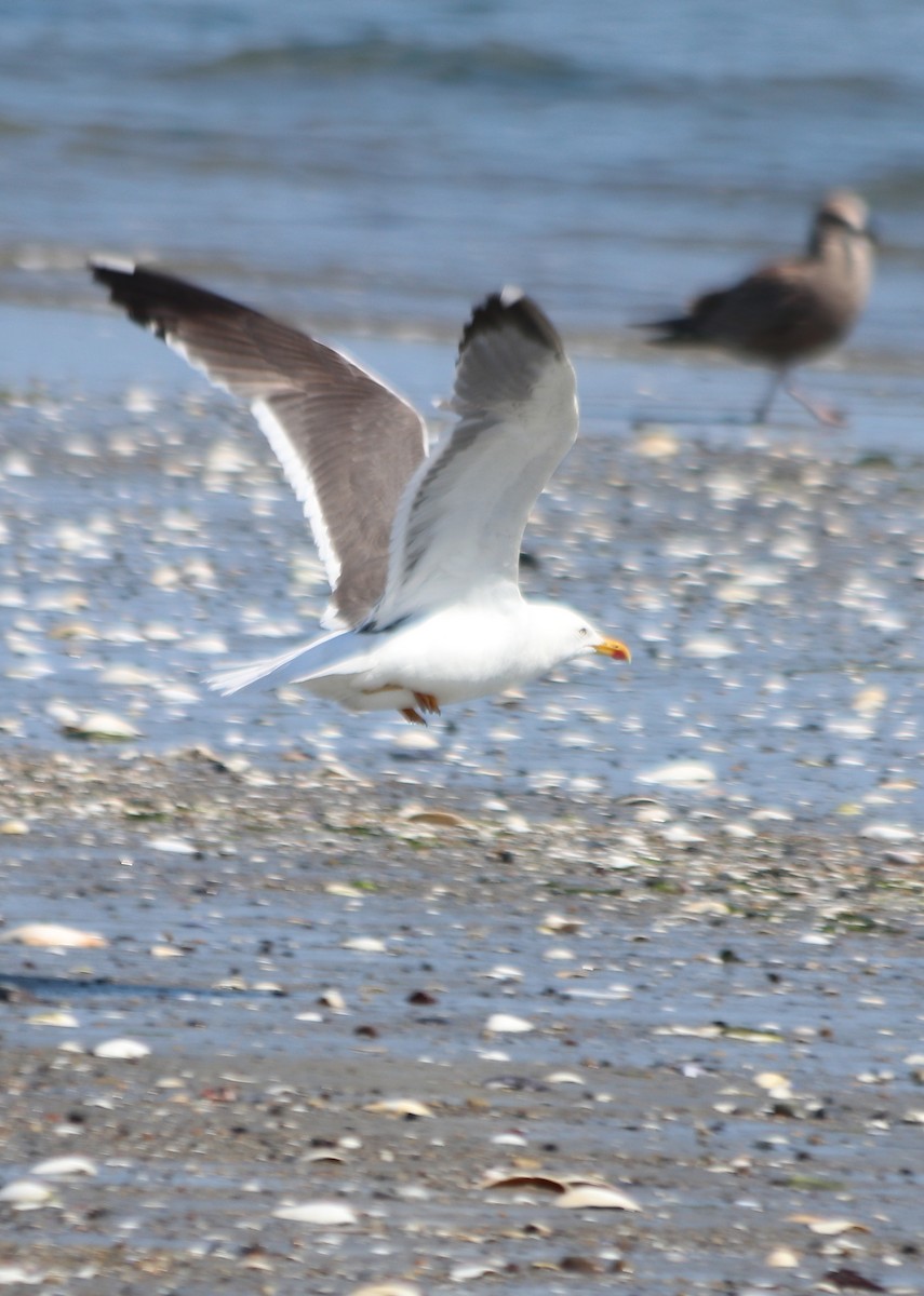 Gaviota Sombría - ML623796021