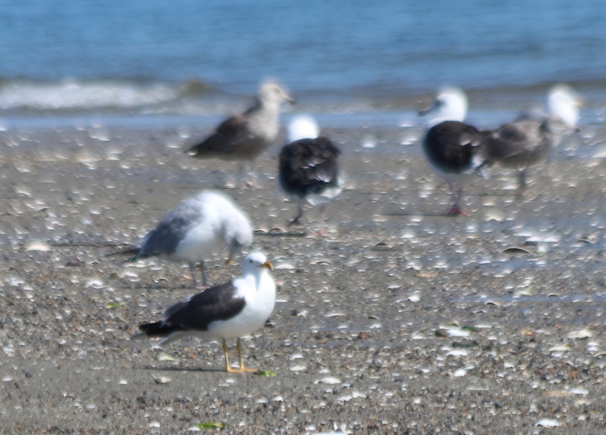 Gaviota Sombría - ML623796022