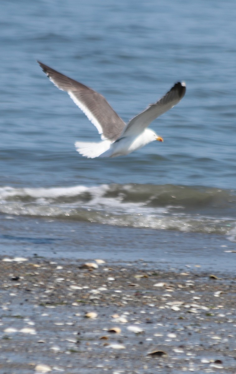 Gaviota Sombría - ML623796023