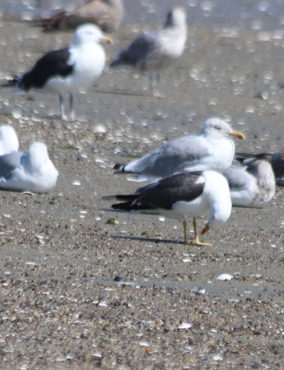 Gaviota Sombría - ML623796024